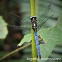 Orthetrum